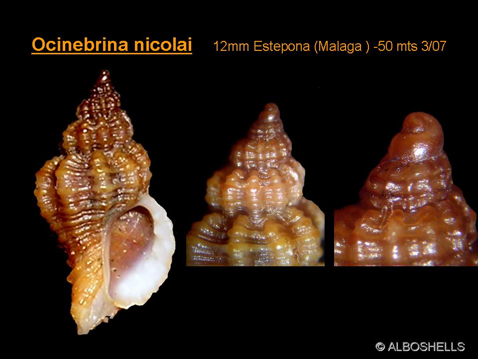 Ocinebrina nicolai e Ocinebrina aciculata